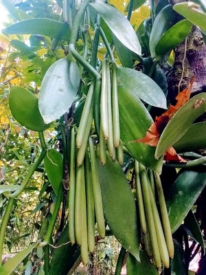 green ripe vanilla pods on vine