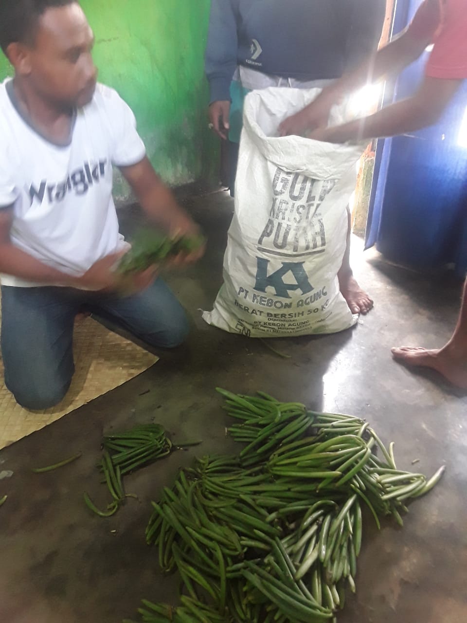 gallery title photo: Harvesting green vanilla beans