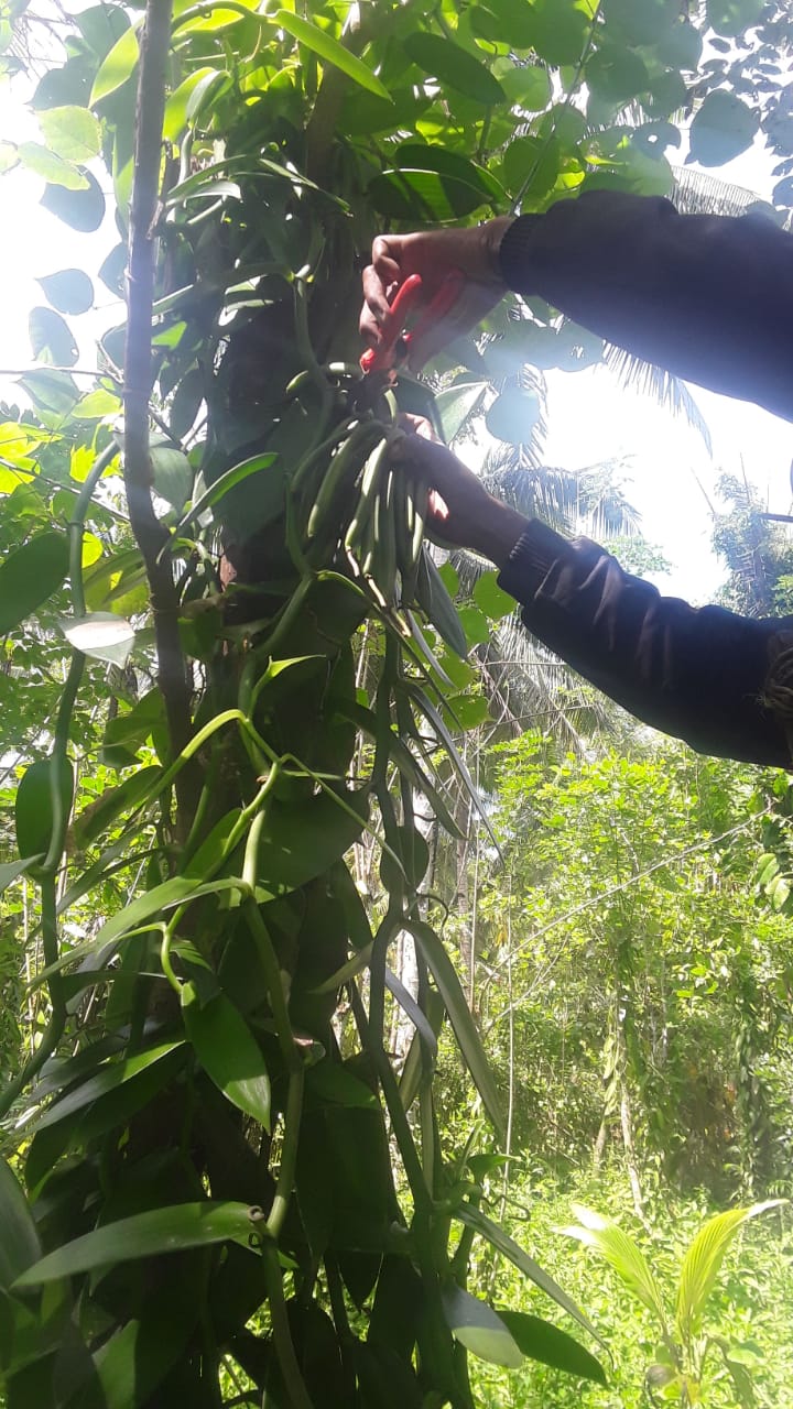 photo from gallery Harvesting green vanilla beans