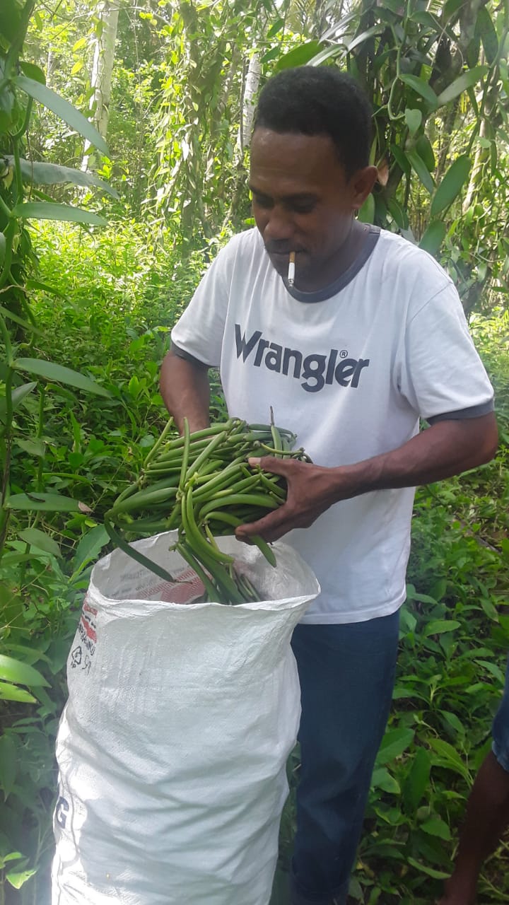 photo from gallery Harvesting green vanilla beans