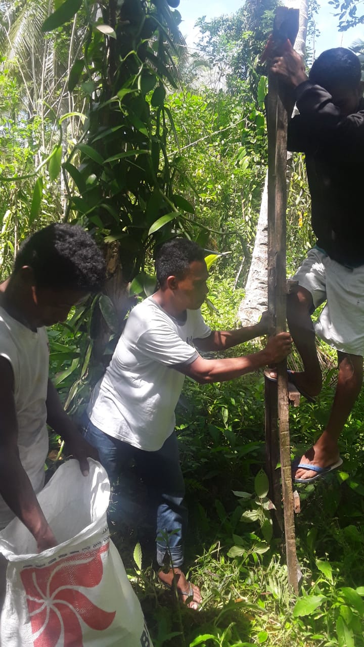 photo from gallery Harvesting green vanilla beans