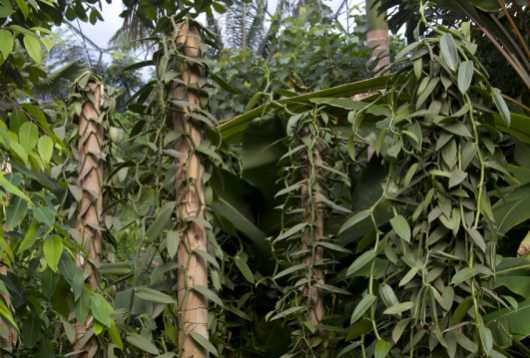 vanilla vine on tree