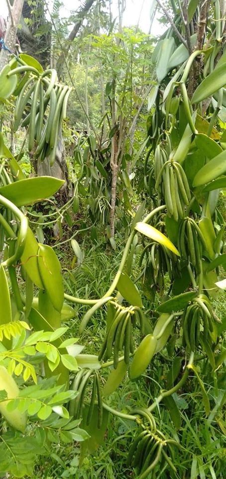 vanilla vine with fruits/pods