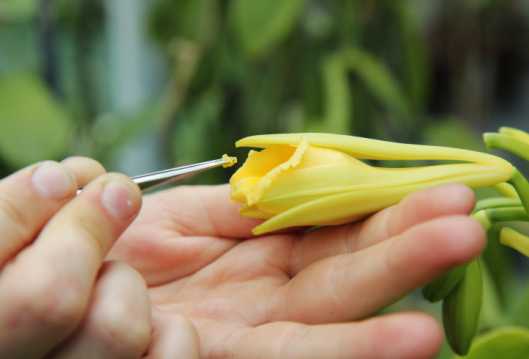 hand polination of vanilla flower